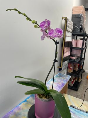 Plants