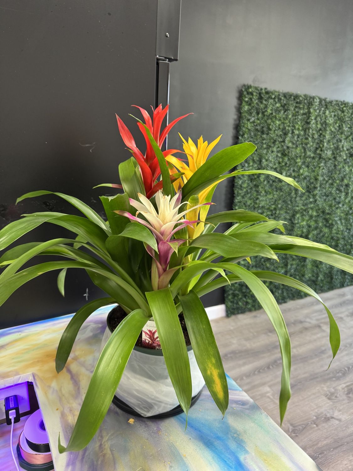 Multi-Colored Bromeliads