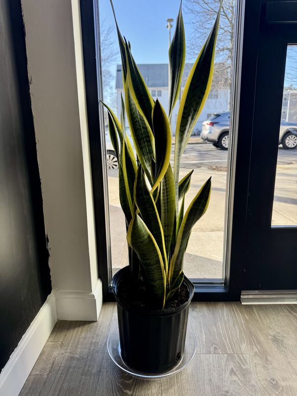 Large Snake Plant