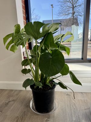 Swiss Cheese Plant(Monstera)