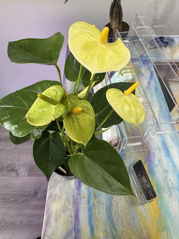 4&quot; Anthurium