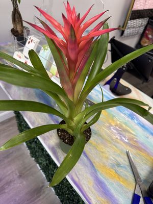 4&quot; Bromeliad