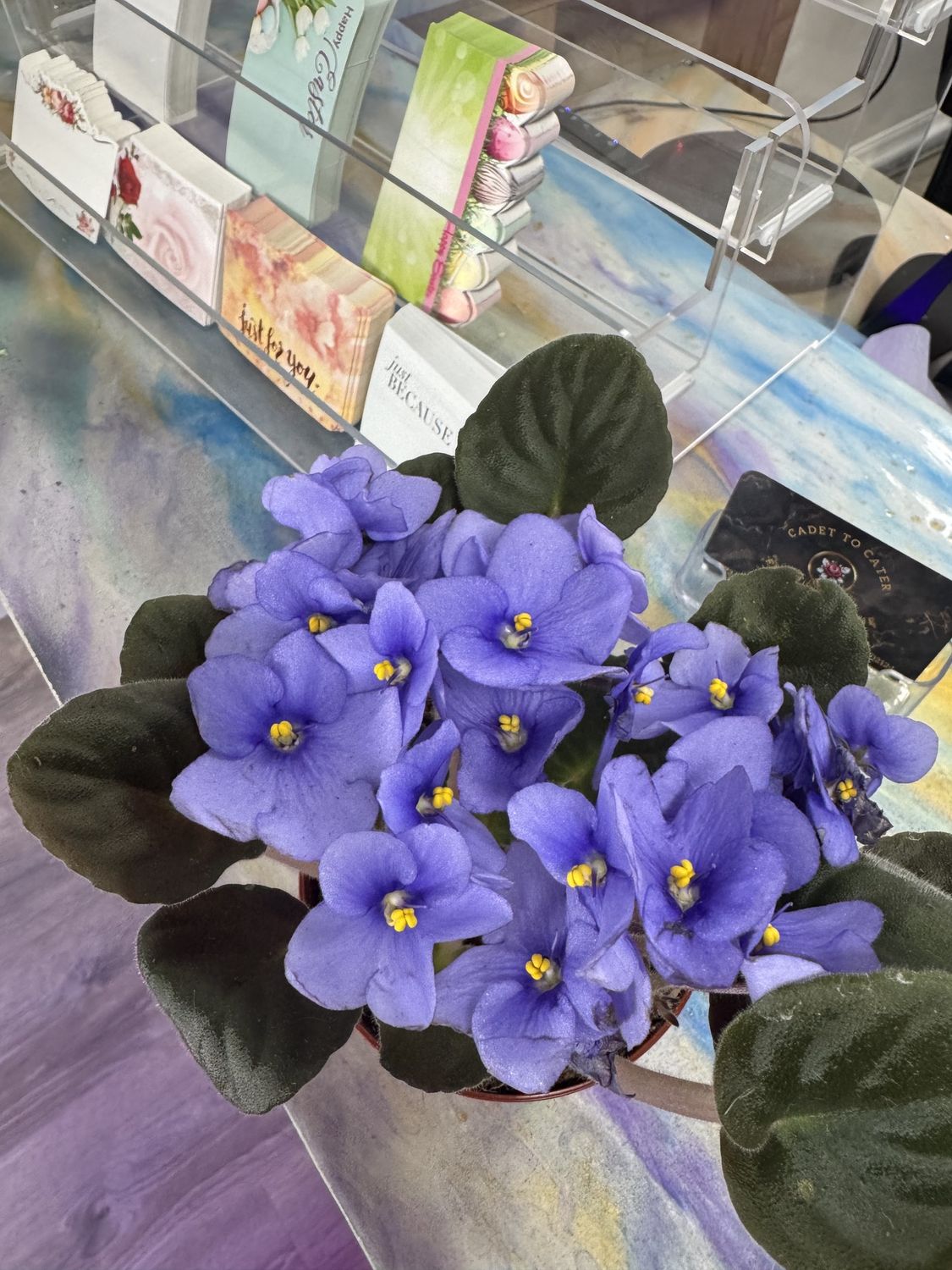 4&quot; African Violet