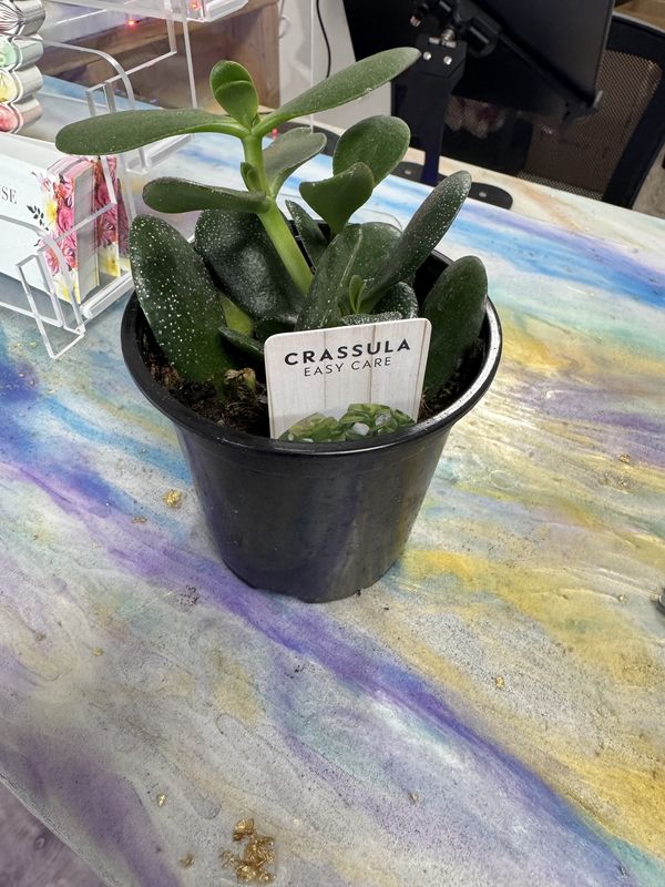 4&quot; Jade Plant