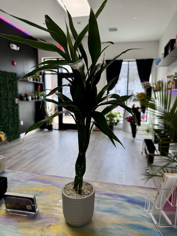 Bamboo Pot