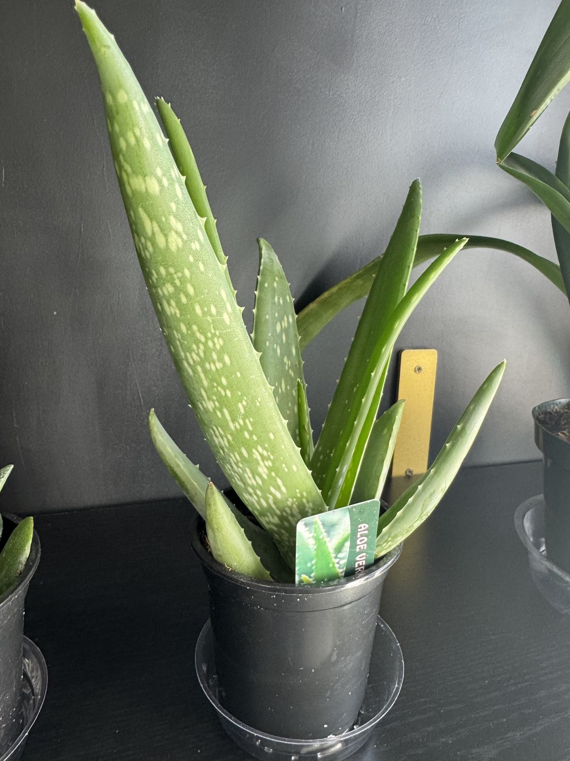 4” Aloe