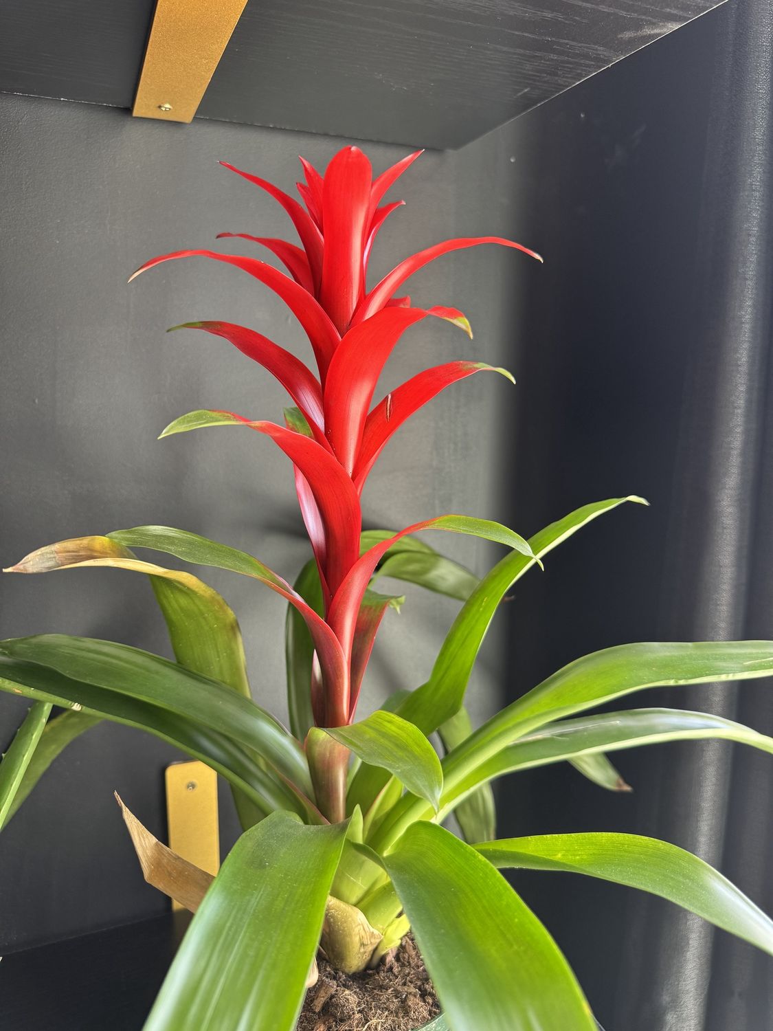 6&quot; Bromeliad