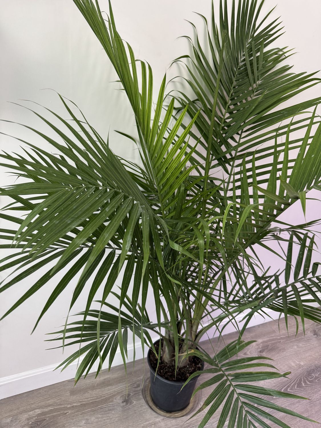 10” Areca Palm