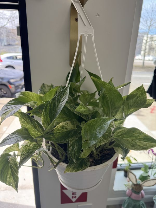 Golden Pothos
