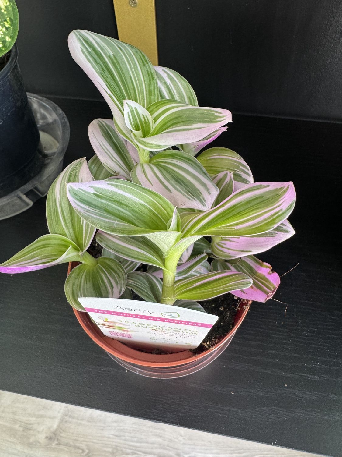 Tradescantia Bubblegum