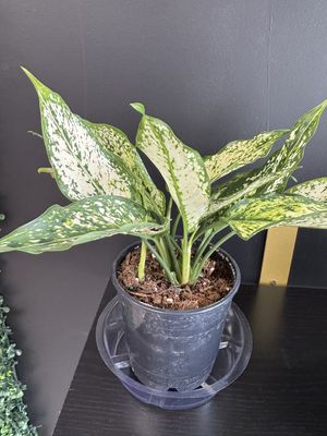 Aglaonema Plant