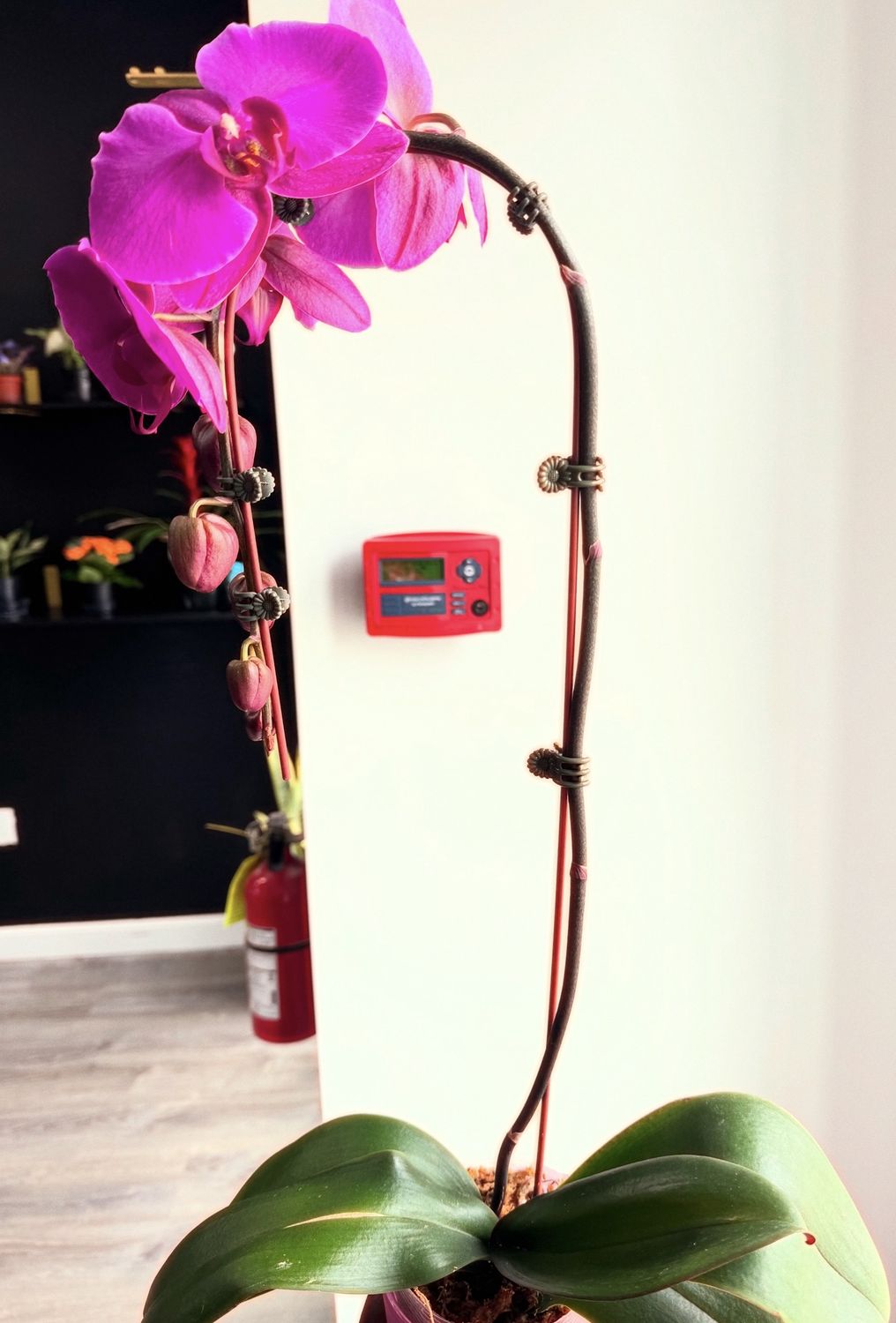 Cascading Orchids