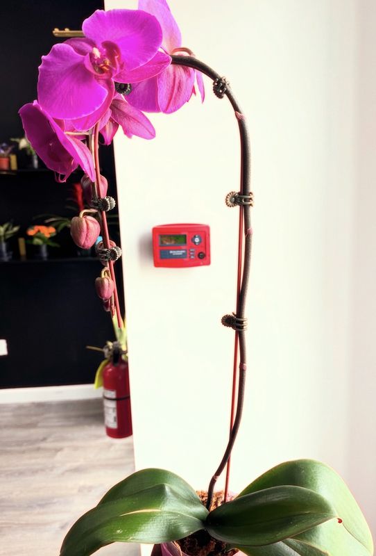 Cascading Orchids