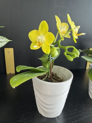 3&quot; Small orchid