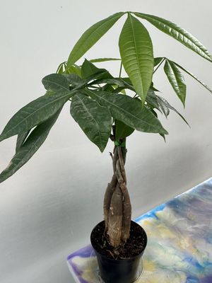 4” Money Tree