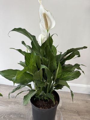 Peace Plant
