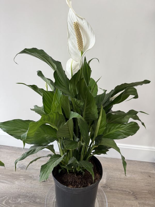 Peace Plant