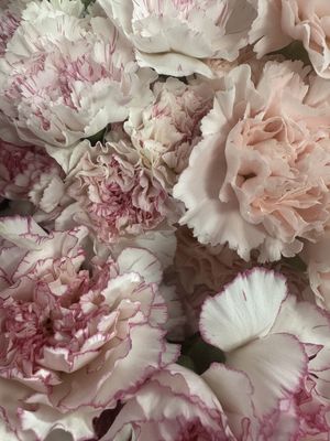 Carnations Bouquets