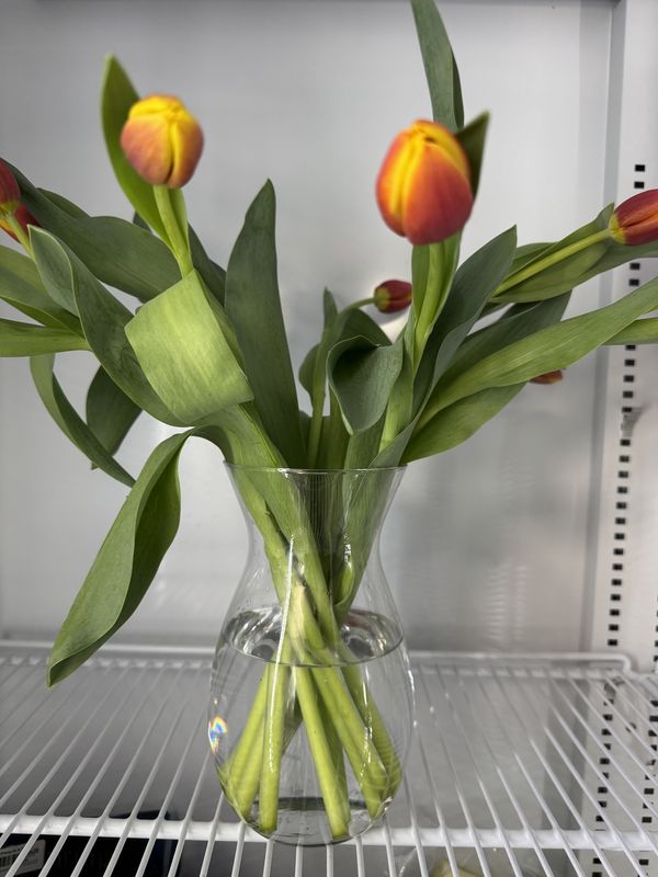 Tulips Vased