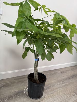 10" Money Tree