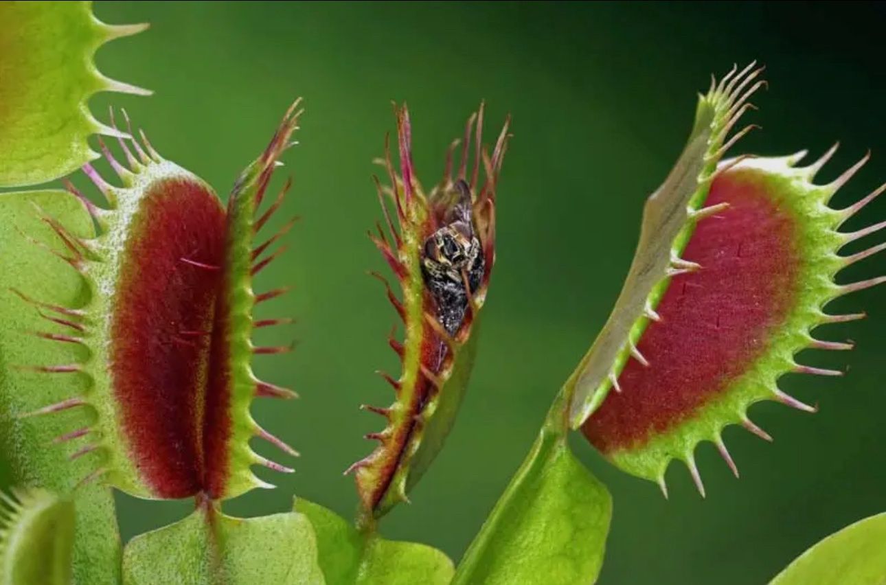 Venus Fly Trap