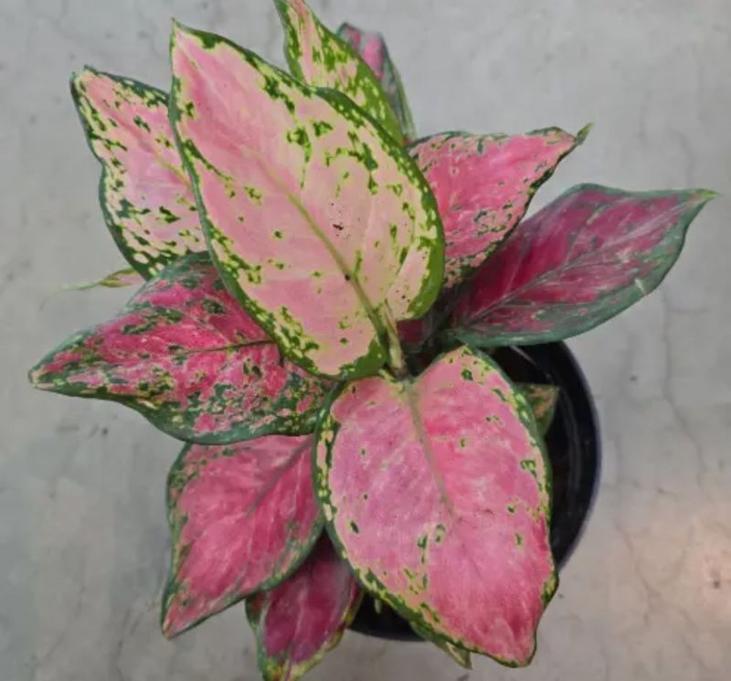 Lucky Red (Aglaonema)