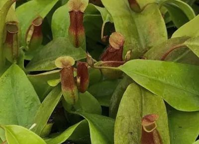 Nepenthes St Gaya(Pitcher plant)