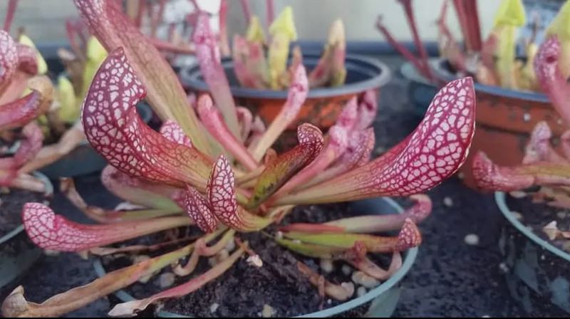 Sarracenia Scarlet Belle (Pitcher Plant)
