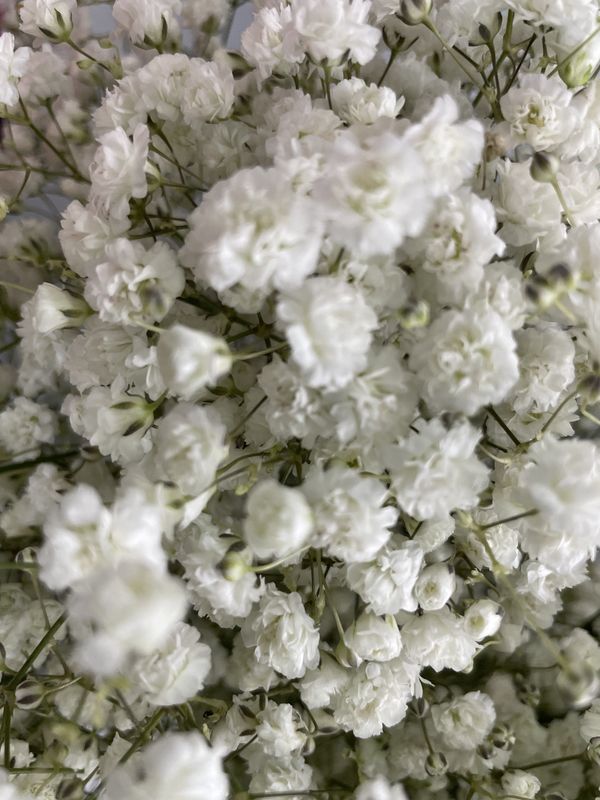 Baby Breath