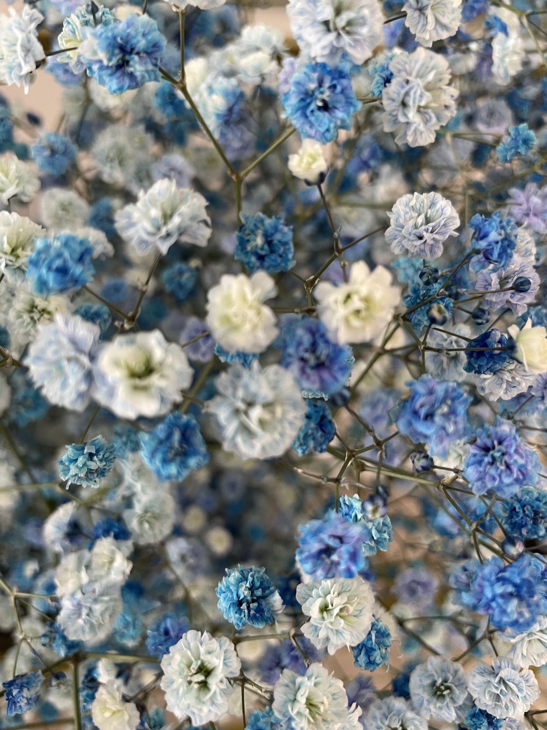 Baby Breath, color: Blue
