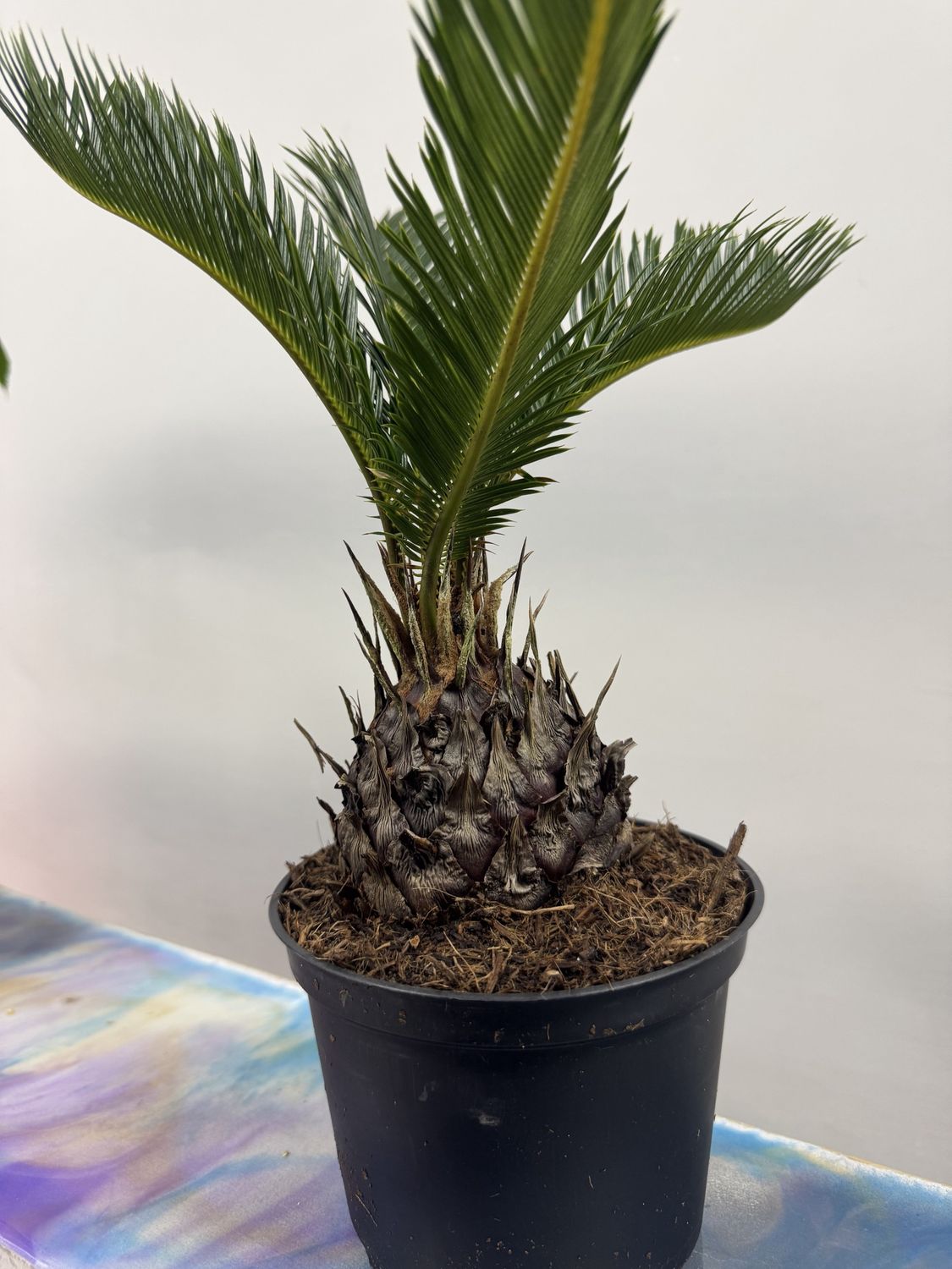 6” King Sago palm