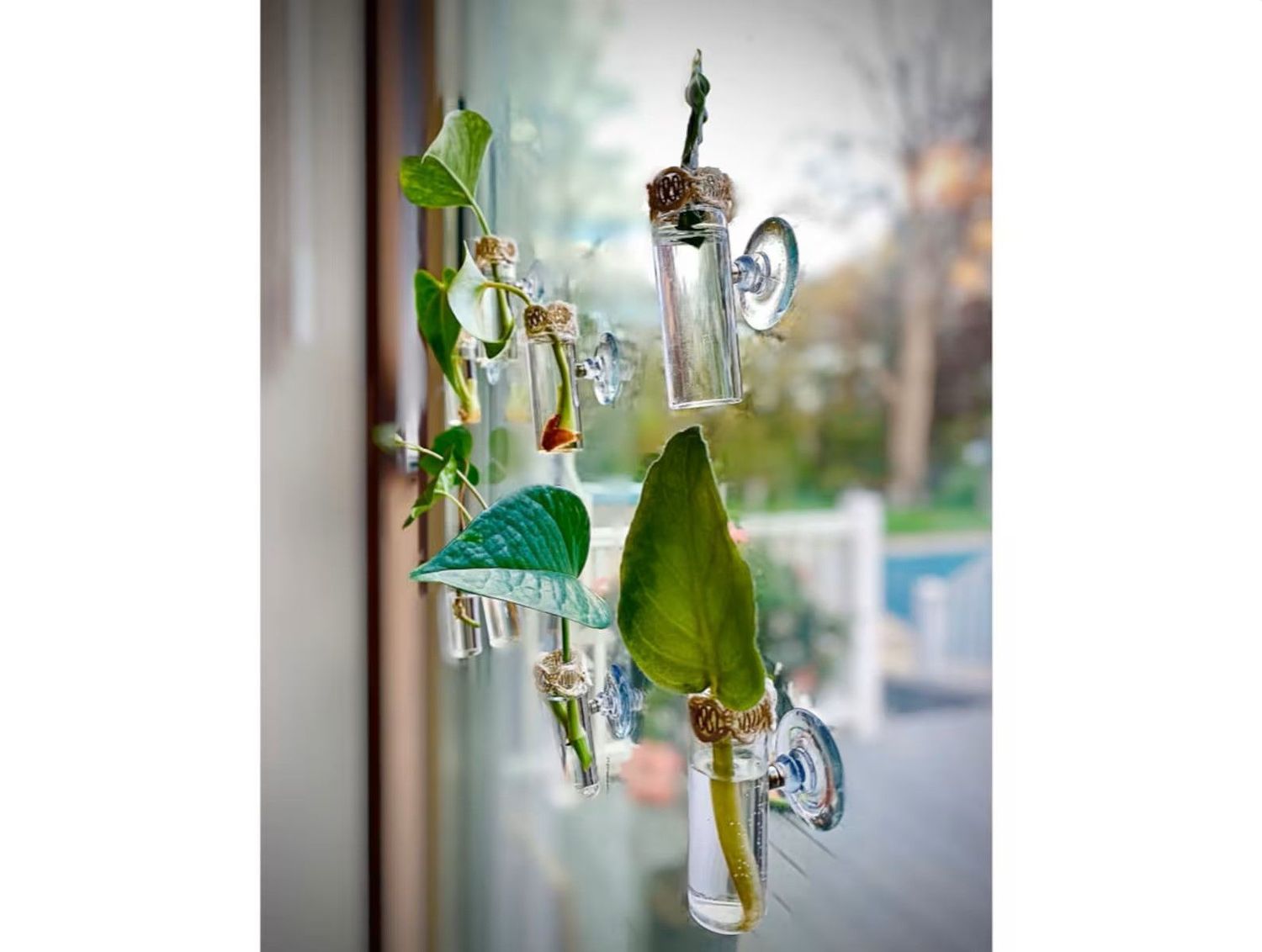 Magnetic Plant Propagation Tube