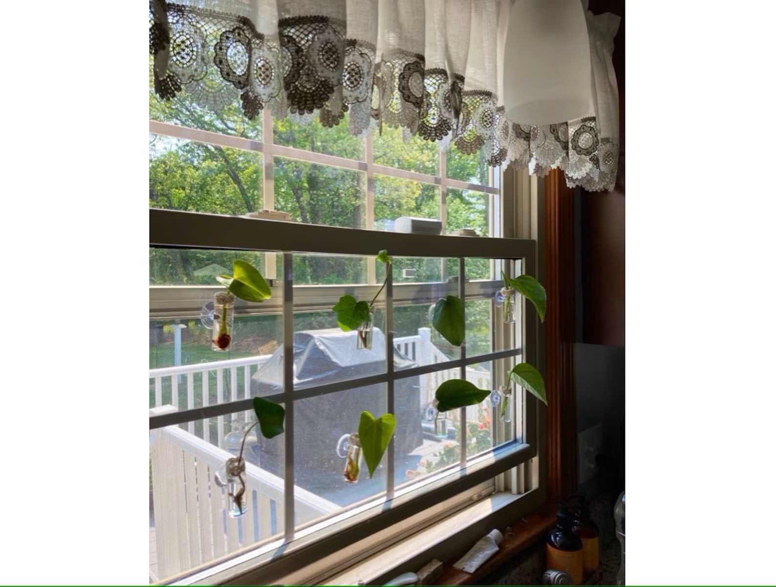 Magnetic Plant Propagation Tube