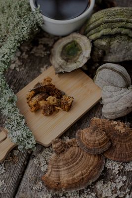 Wild chaga chunks on cutting board surrounded by whole mushrooms, lichen, and brewed chaga tea — Steel Ridge Farm