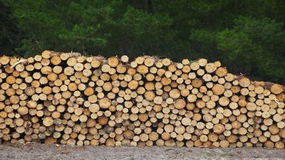 Holz