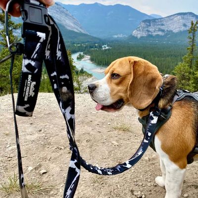 The Grizzly All Mountain Leash 6ft