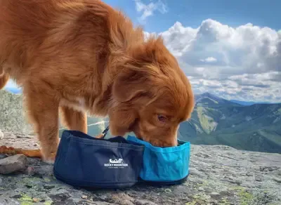 Collapsible Travel Dog Bowl