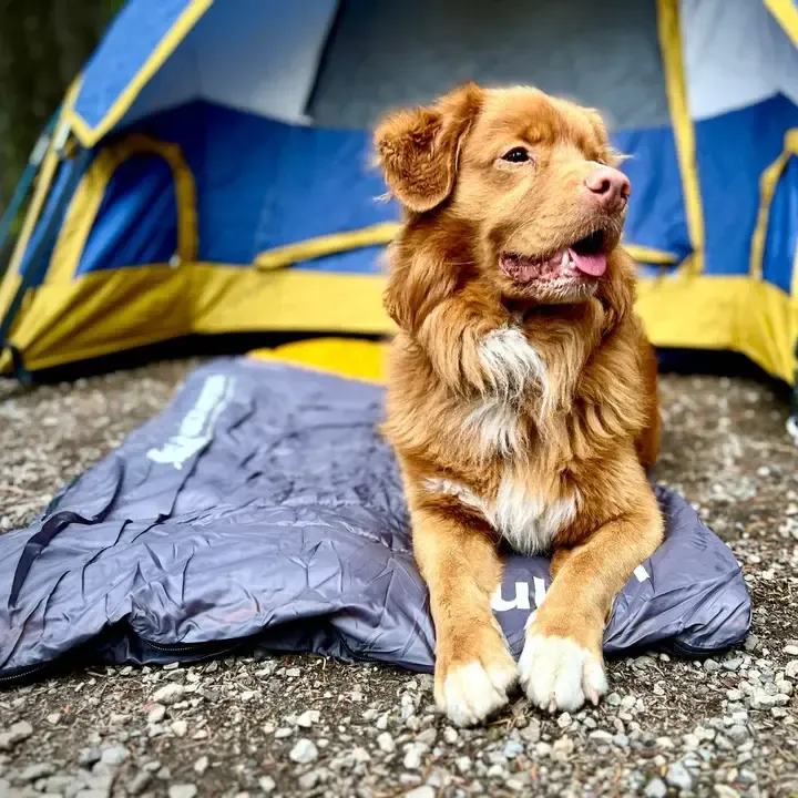 Yukon Dog Sleeping Bag One Size