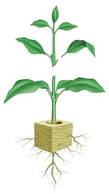 Propagation