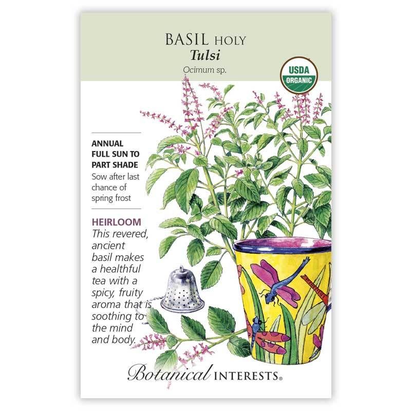 Basil Holy Tulsi
