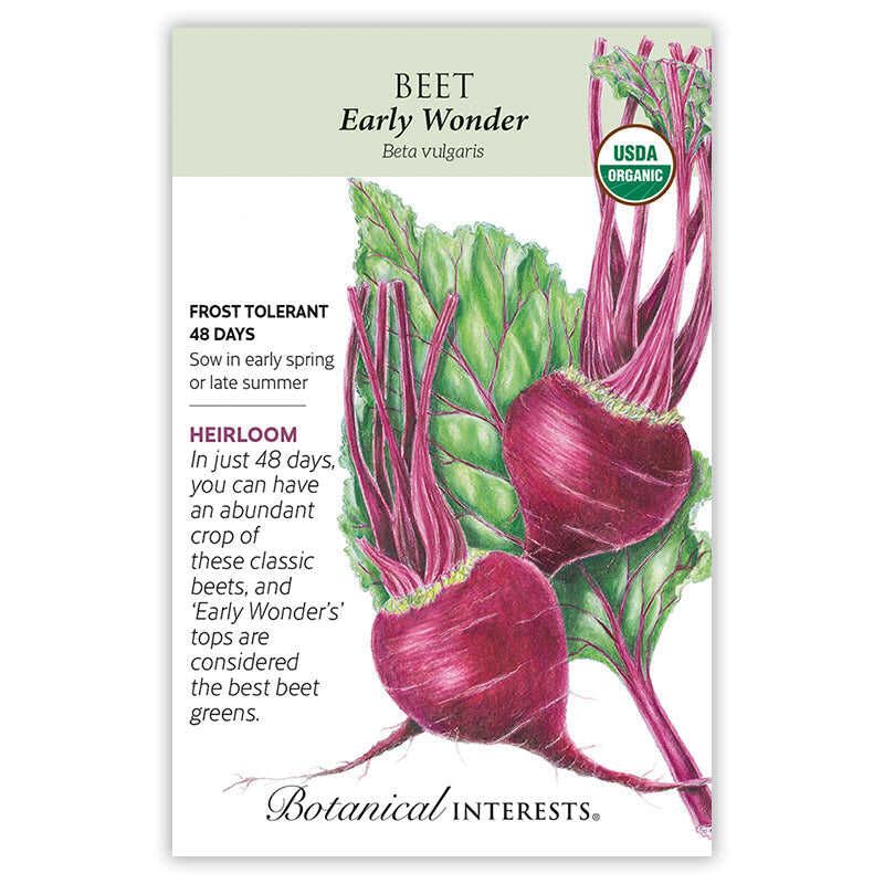 Beet Early Wonder