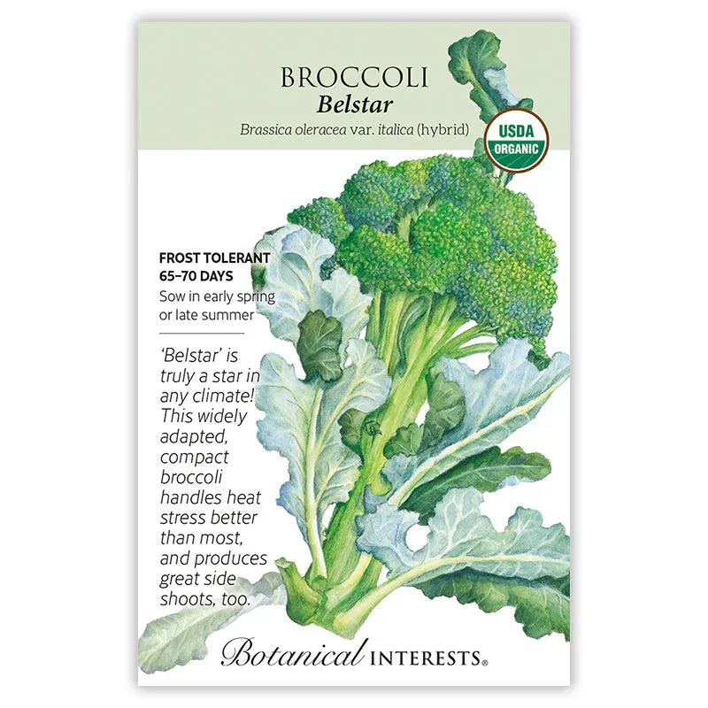 Broccoli Belstar Hybrid