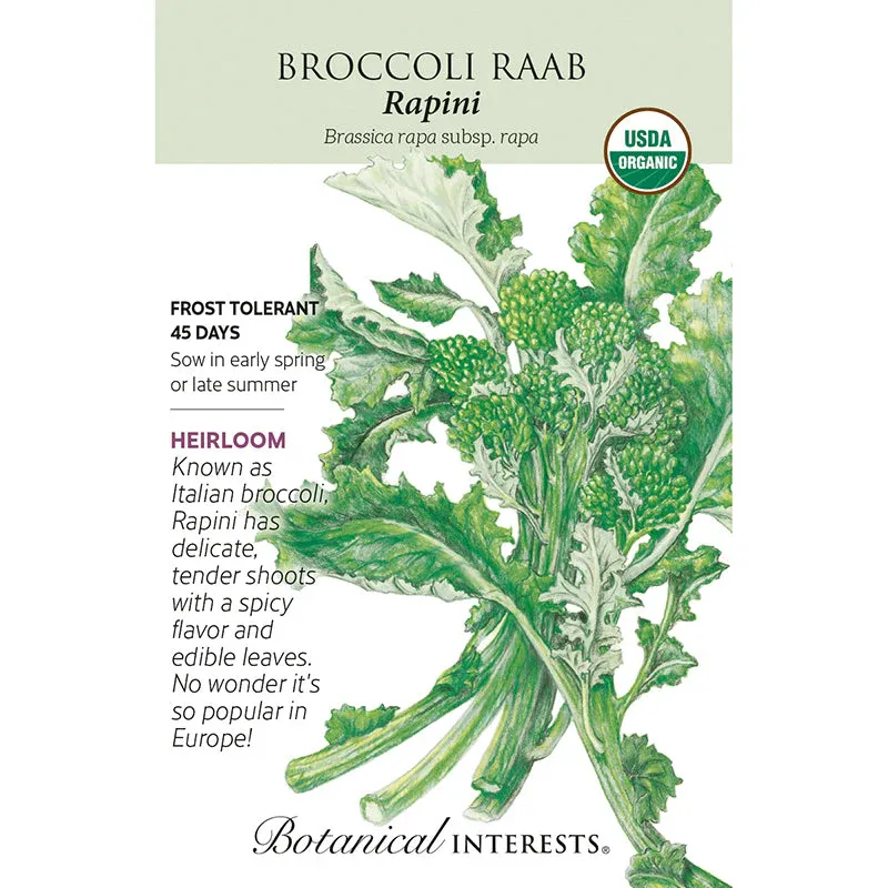 Broccoli Raab Rapini