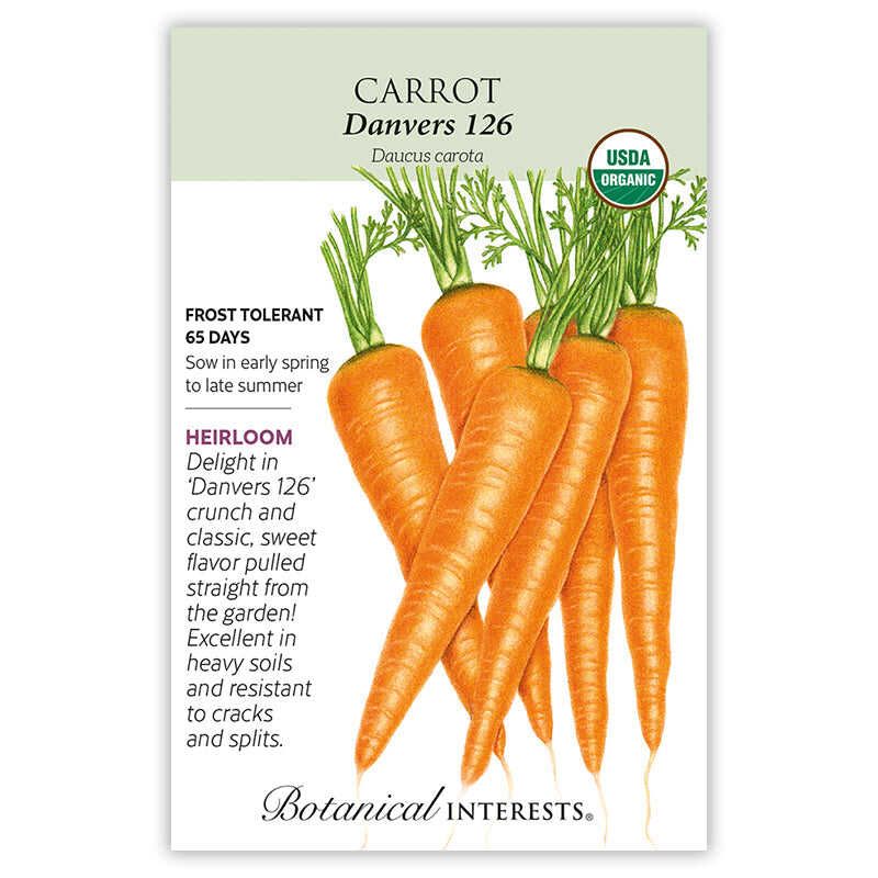 Carrot Danvers 126