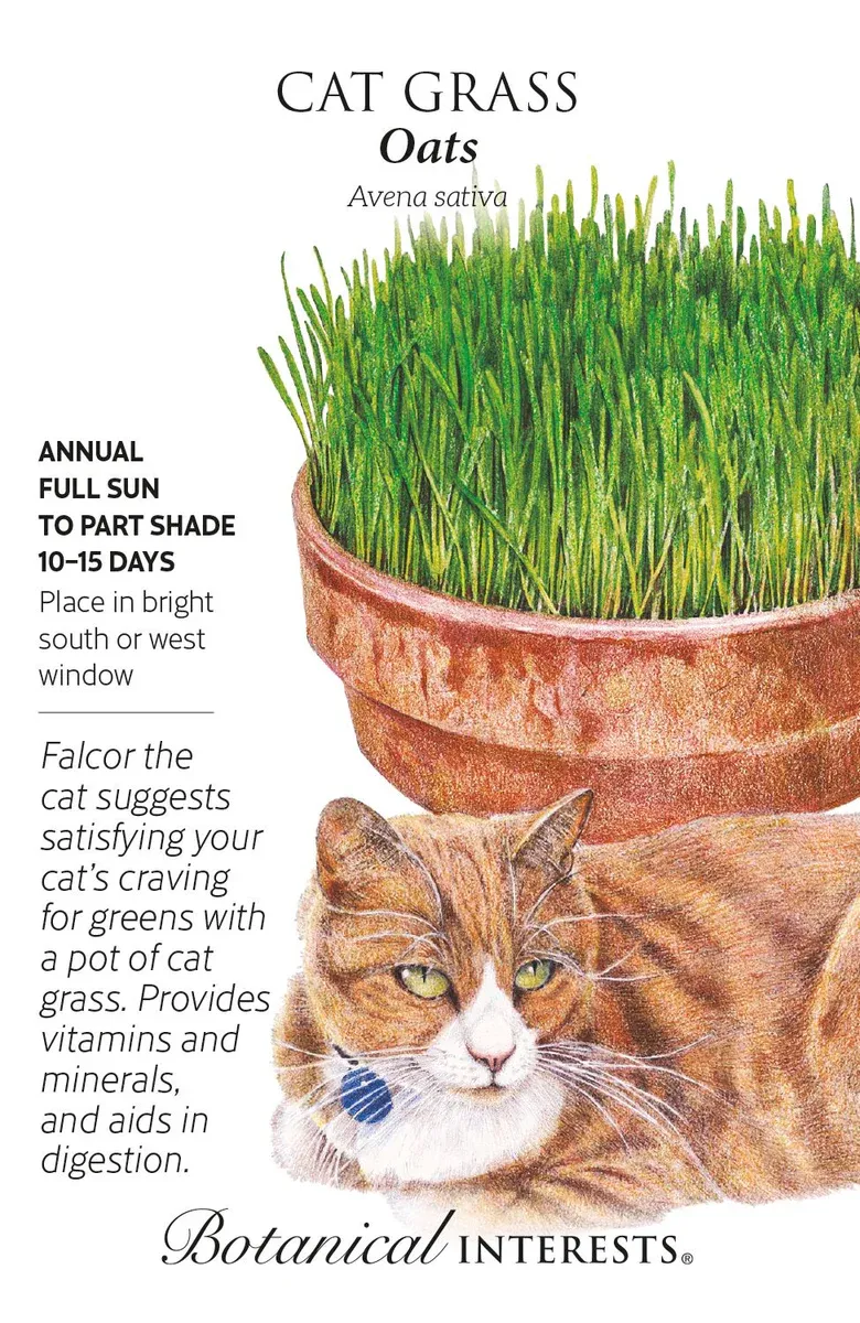 Cat Grass Oats Variety Not Stated