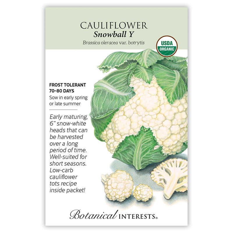 Cauliflower Snowball Y