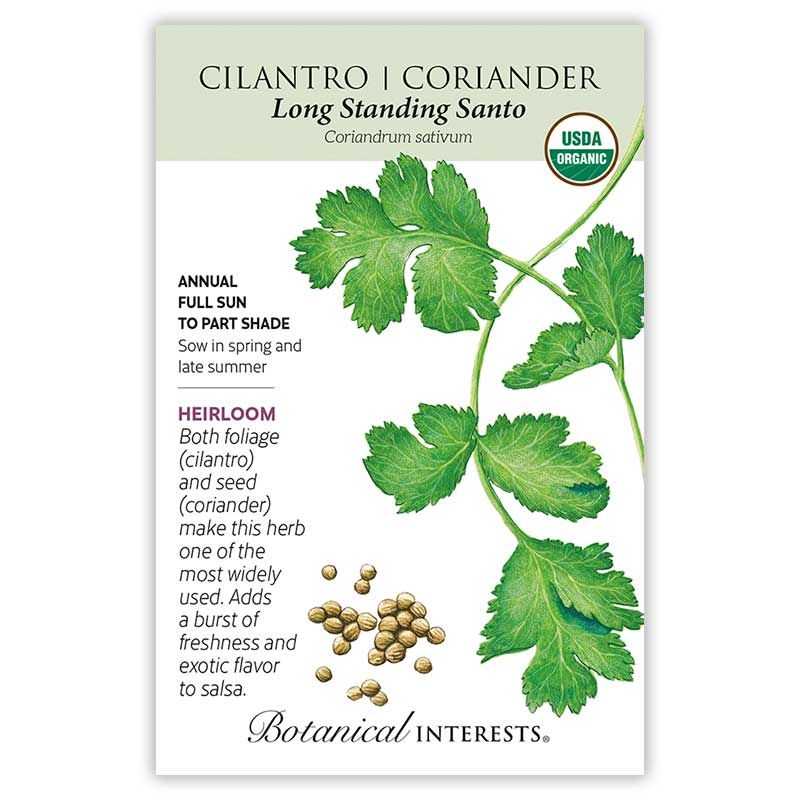 Cilantro/ Coriander Long Standing Santo