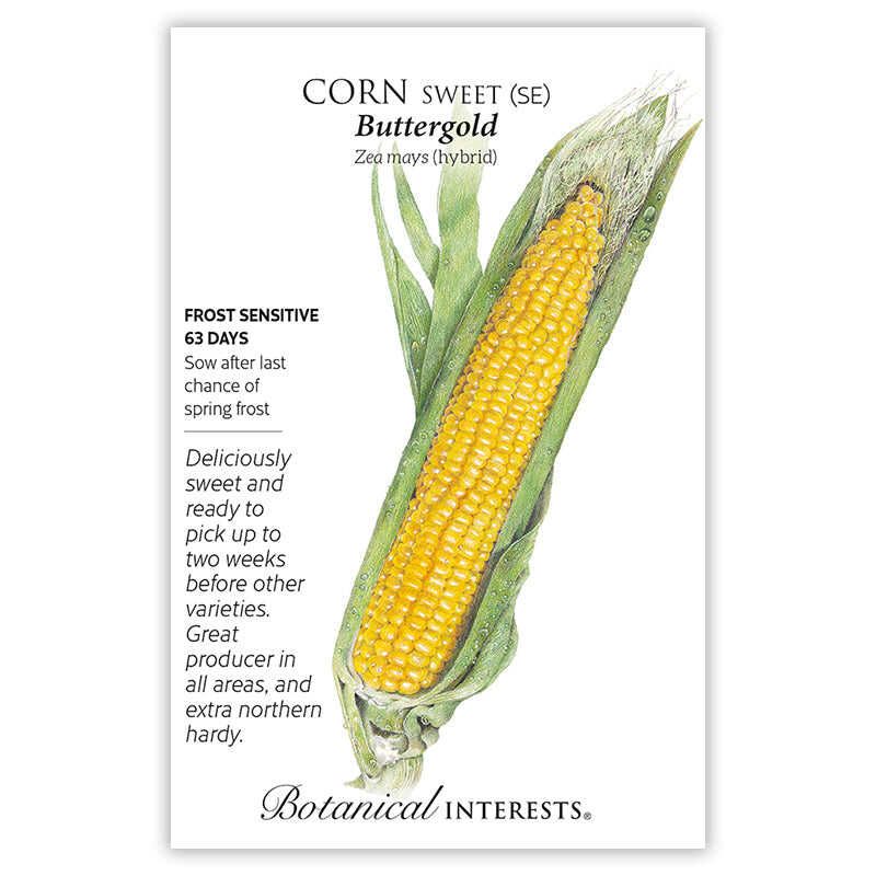 Corn Sweet Buttergold