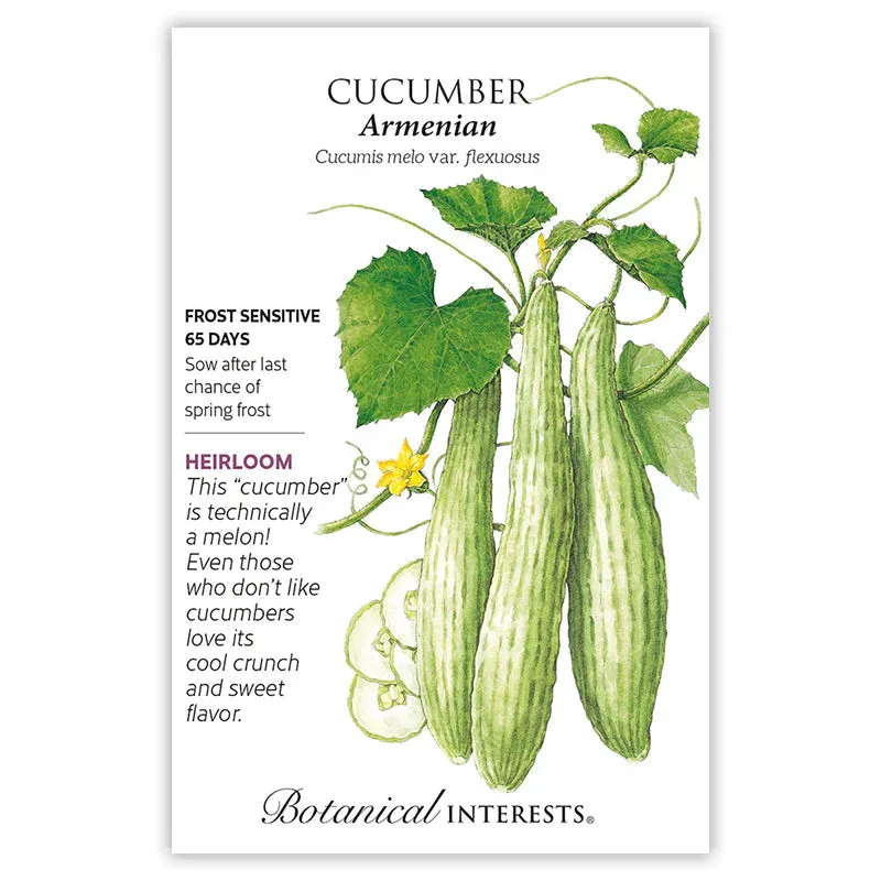 Cucumber Armenian