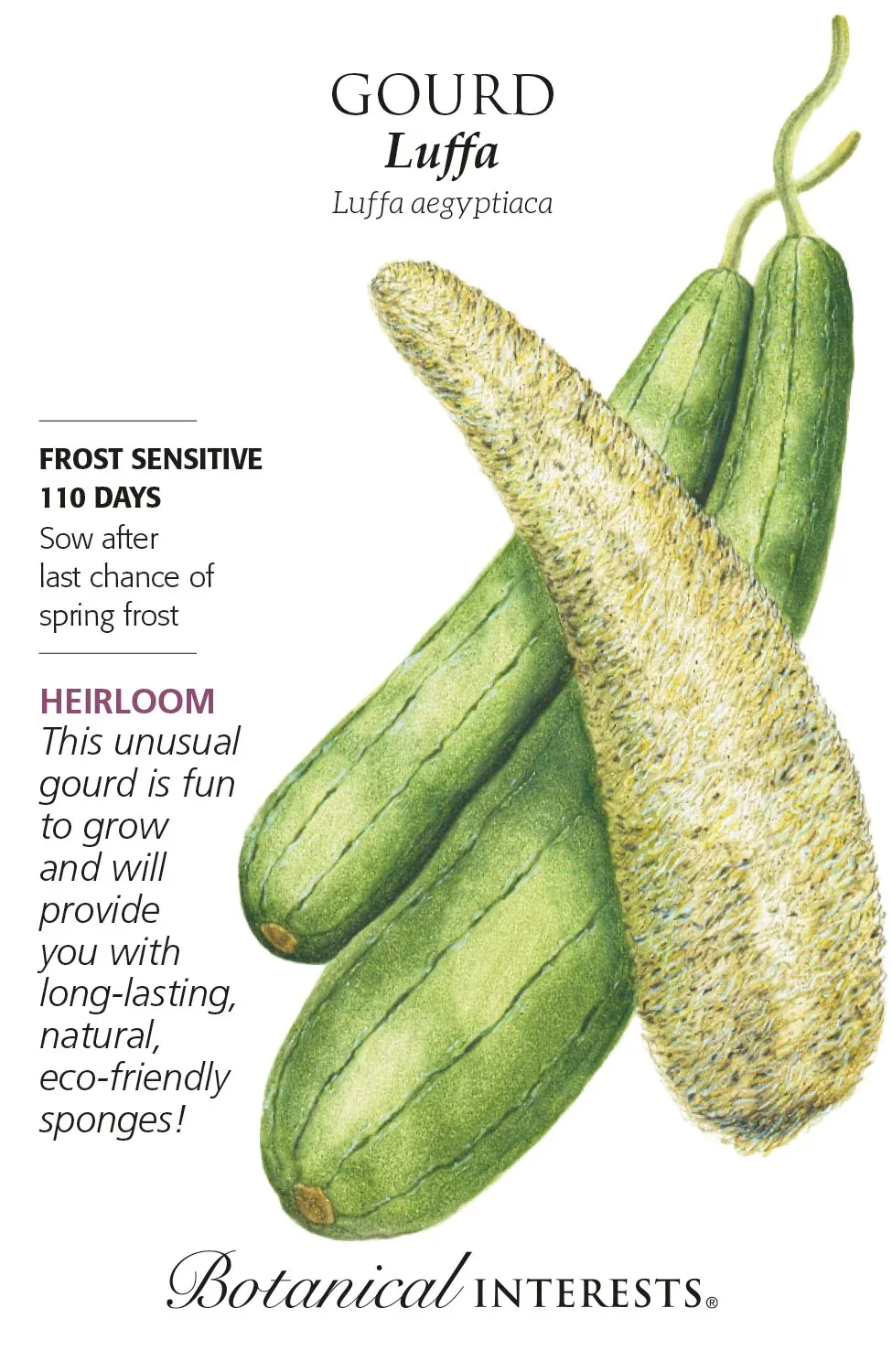 Gourd Luffa